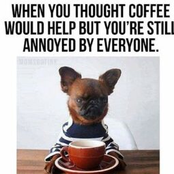 coffee quotes and dogs